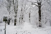 Sneeuwbos