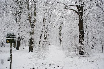 Sneeuwbos van Miranda Zwijgers
