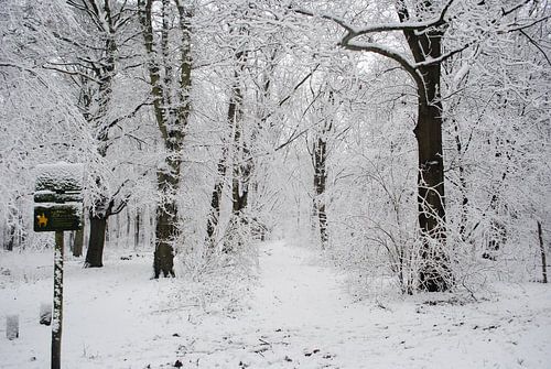Sneeuwbos