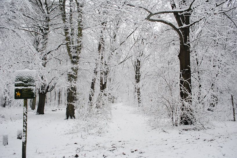 Sneeuwbos by Miranda Zwijgers