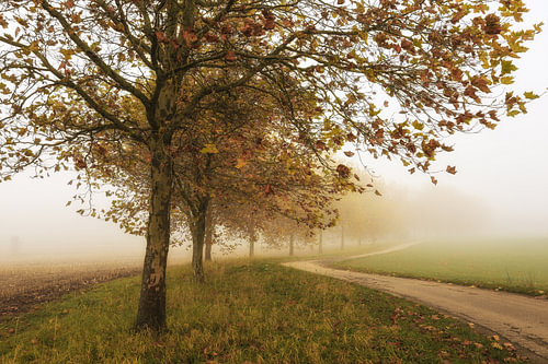 Herfstige esdoorns in de mist bij Eigeltingen-Homberg in Hegau