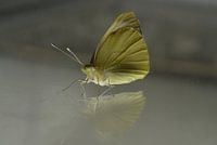 Birth of a cabbage white