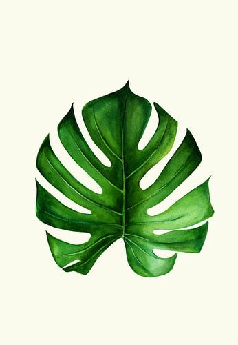 Monstera