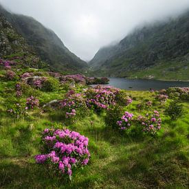 Vallei met overgroeide rododendron van Daniela Beyer