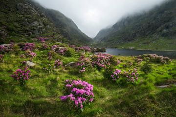 Vallei met overgroeide rododendron