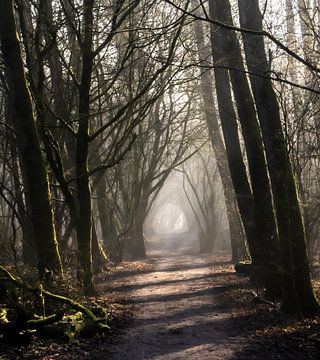 Chemin forestier brumeux dans la forêt de Purmer sur Paul Veen