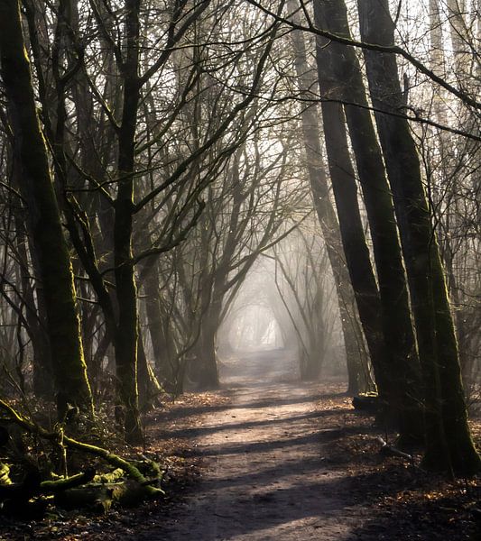 Foggy forest path in the Purmer forest by Paul Veen