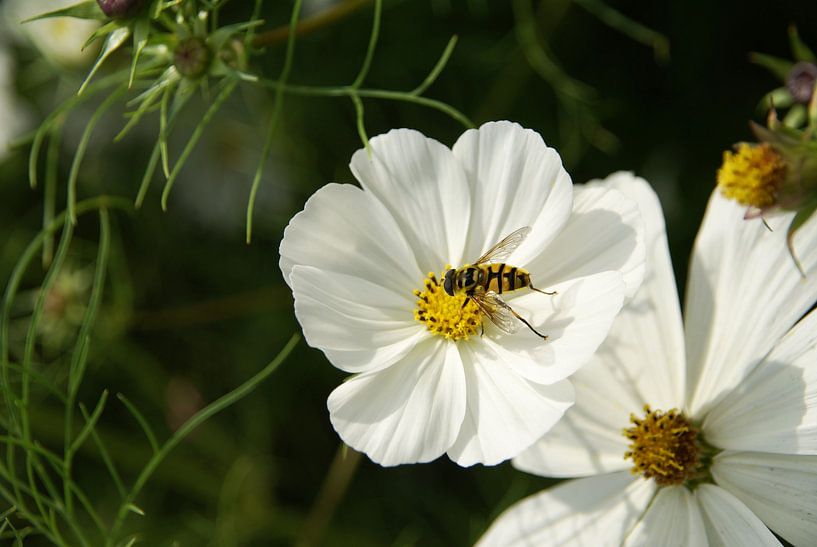 Bijtje op witte bloem von Lotte Veldt