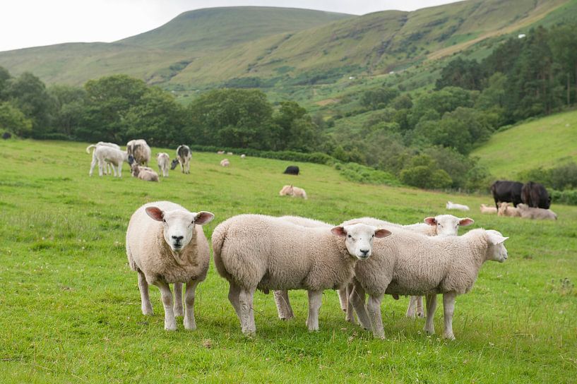 Neugierige Schafe Wales von Richard Wareham