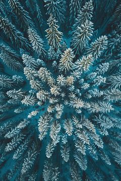 Winterbos van bovenaf van fernlichtsicht