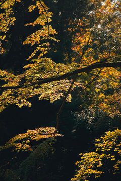 Herbstfarben im Wald von Thomas Kuipers