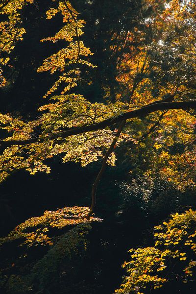 Herfstkleuren in het bos van Thomas Kuipers