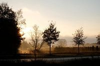 Sunset behind the trees