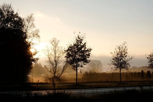 Sunset behind the trees