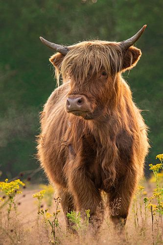 Scottish Highlander