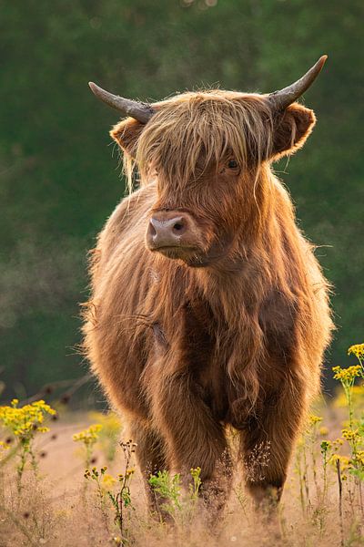 Schotse Hooglander van Jacco van Son