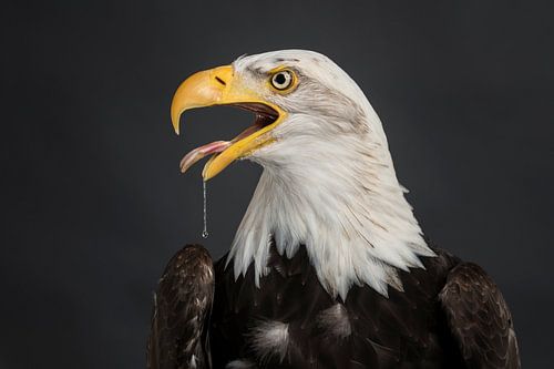 Amerikanischer Weißkopfseeadler