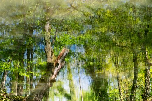 Dreaming in the forest