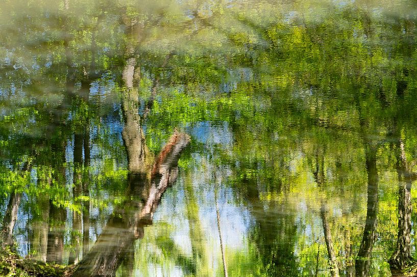 Dreaming in the forest by Irene van Wel-Paquay