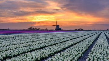Champ de bulbes en fleurs au coucher du soleil sur eric van der eijk