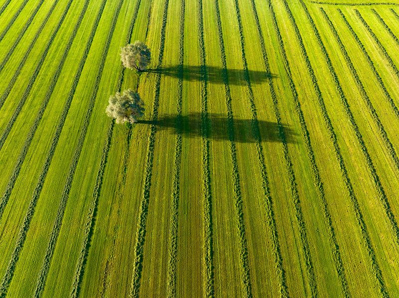Saule dans une prairie fraîchement coupée lors d'une vue matinale par Sjoerd van der Wal Photographie