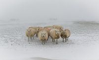 Sheep in a snowstorm by Jaap Terpstra thumbnail