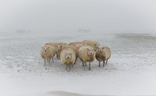 Schapen in sneeuwstorm