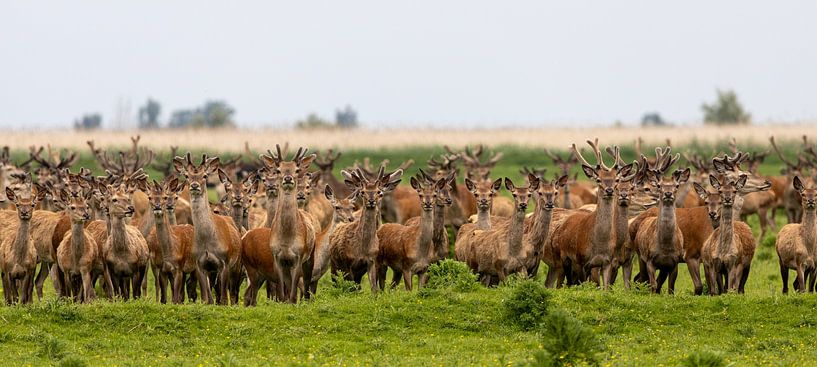 A pair of deer by Foto.Gisli