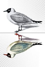 Möwe im Spiegelbild von Fineline