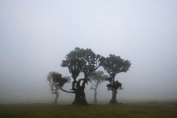 Misty Fanal Forest van Ton van den Boogaard