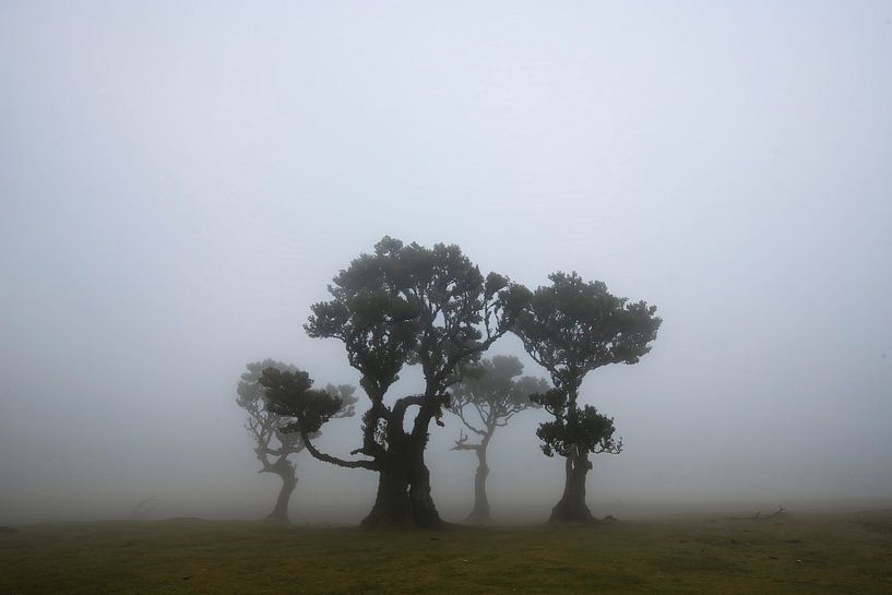 Forêt brumeuse de Fanal par Ton van den Boogaard