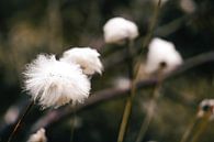 Cricket white fluff in the field by Merlijn Arina Photography thumbnail