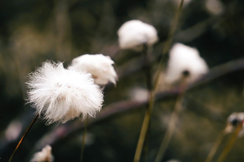 Cricket white fluff in the field by Merlijn Arina Photography