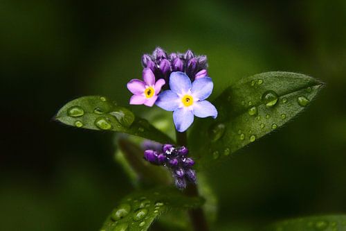 Photo forget-me-not