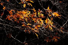 Ahorn (Acer ), buntes Herbstlaub an einem Baum, Deutschland