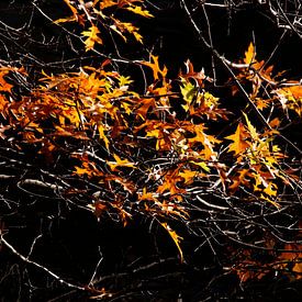 Ahorn (Acer ), buntes Herbstlaub an einem Baum, Deutschland von Torsten Krüger