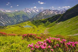 Alpine rose blossom in the Allgäu by Walter G. Allgöwer