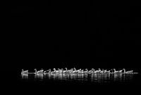 Geese