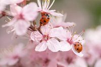 Sweet springtime (roze bloesem met lieveheersbeestjes)
