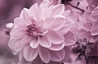 Dahlienblüte lila von Jan Schuler Miniaturansicht