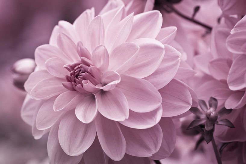 Dahlienblüte lila von Jan Schuler