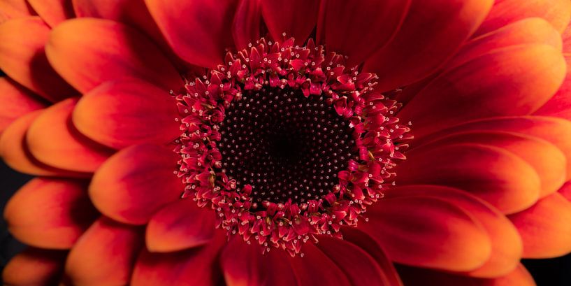 Panorama of a radiant red-orange Gerbera by Marjolijn van den Berg