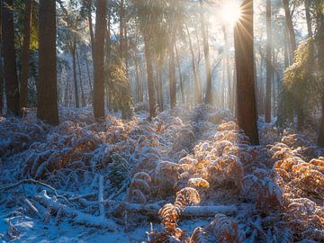 Zacht licht schijnt door de bomen op een winter ochtend in een besneeuwd bos in De Moeren, Brabant