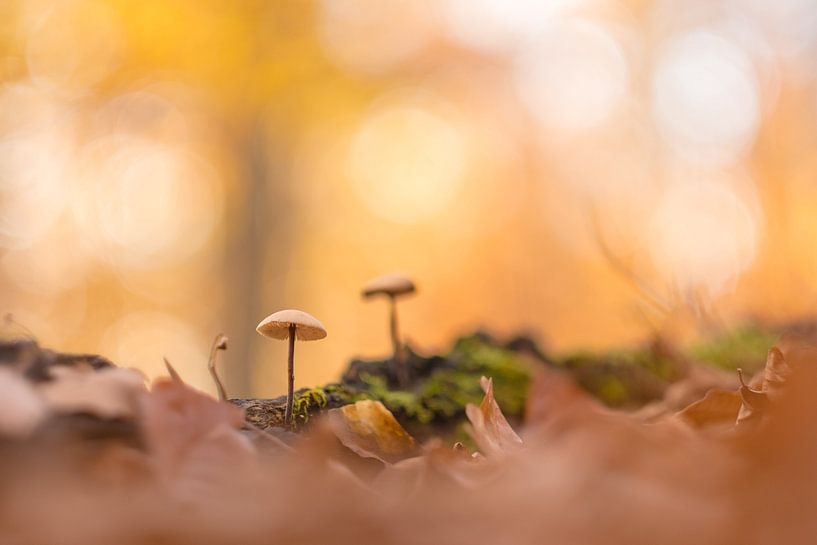 Fleurs d'automne par Peter Proksch