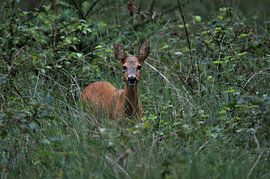 Eye to eye with a roe deer by Hans van Mil