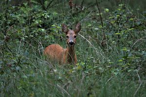 Auge in Auge mit einem Rehwild