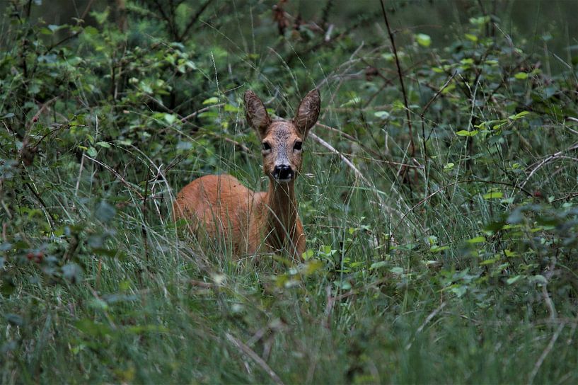 Auge in Auge mit einem Rehwild von Hans van Mil