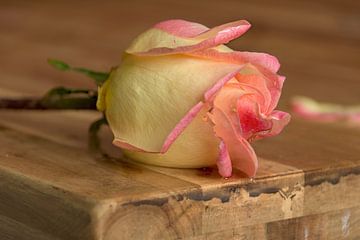 Romantisch plaatje druppels op roos, op een nostalgisch houten tafel van Natasja De lannooy
