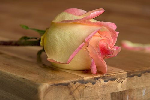 Romantisch plaatje druppels op roos, op een nostalgisch houten tafel