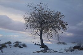 White Sands Dunes National Monument in New Mexico USA by Frank Fichtmüller